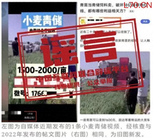 “收割未成熟小麦作青贮饲料”不实（2026·04·22）